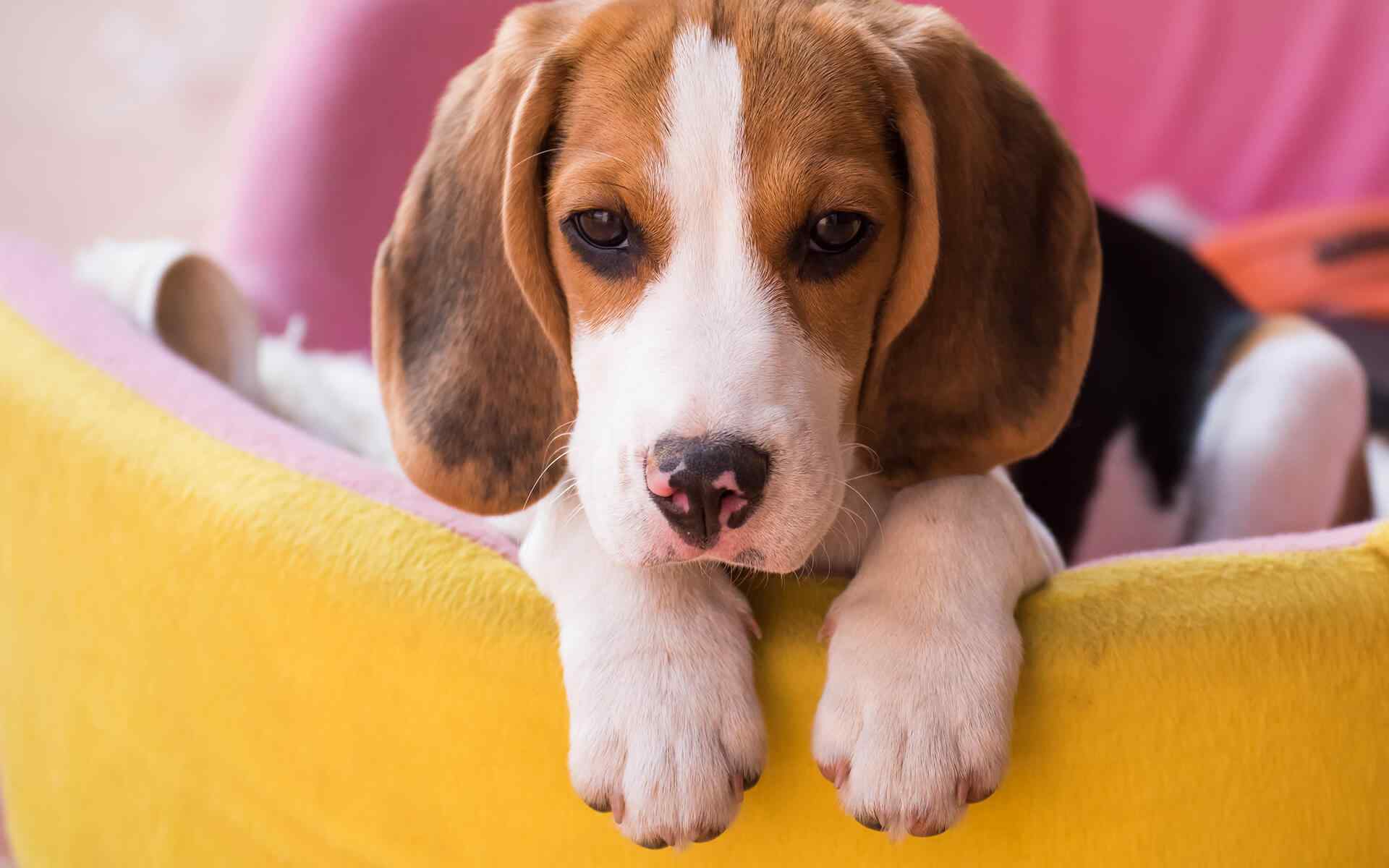14 Foods You Can Share with Your Dog