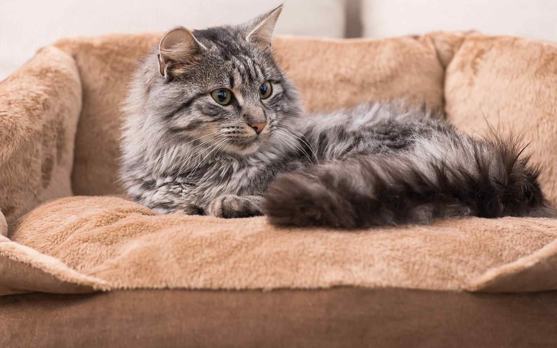Find the Perfect Bed for Your Cat