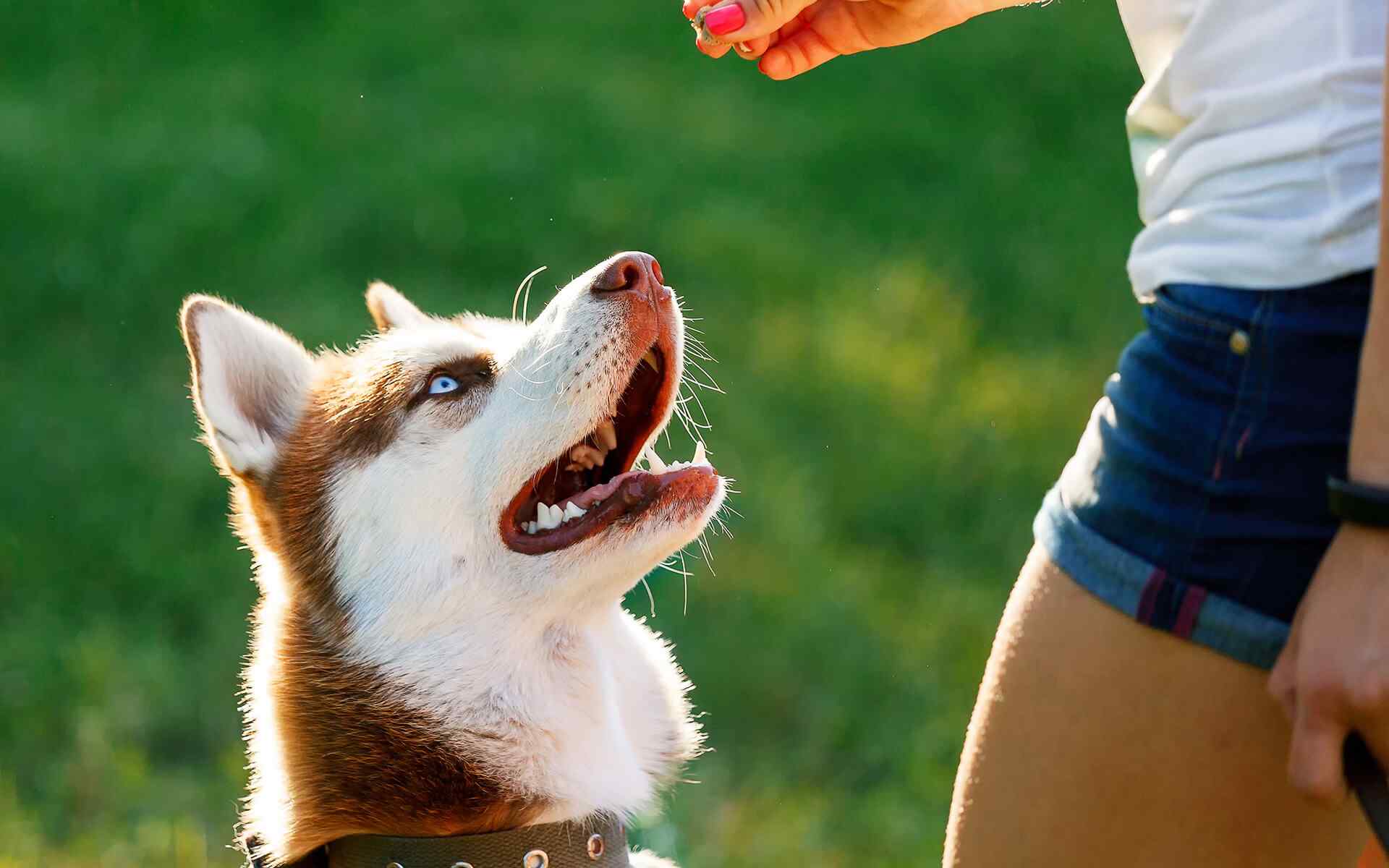 Where To Find the Best Purebred Dog
