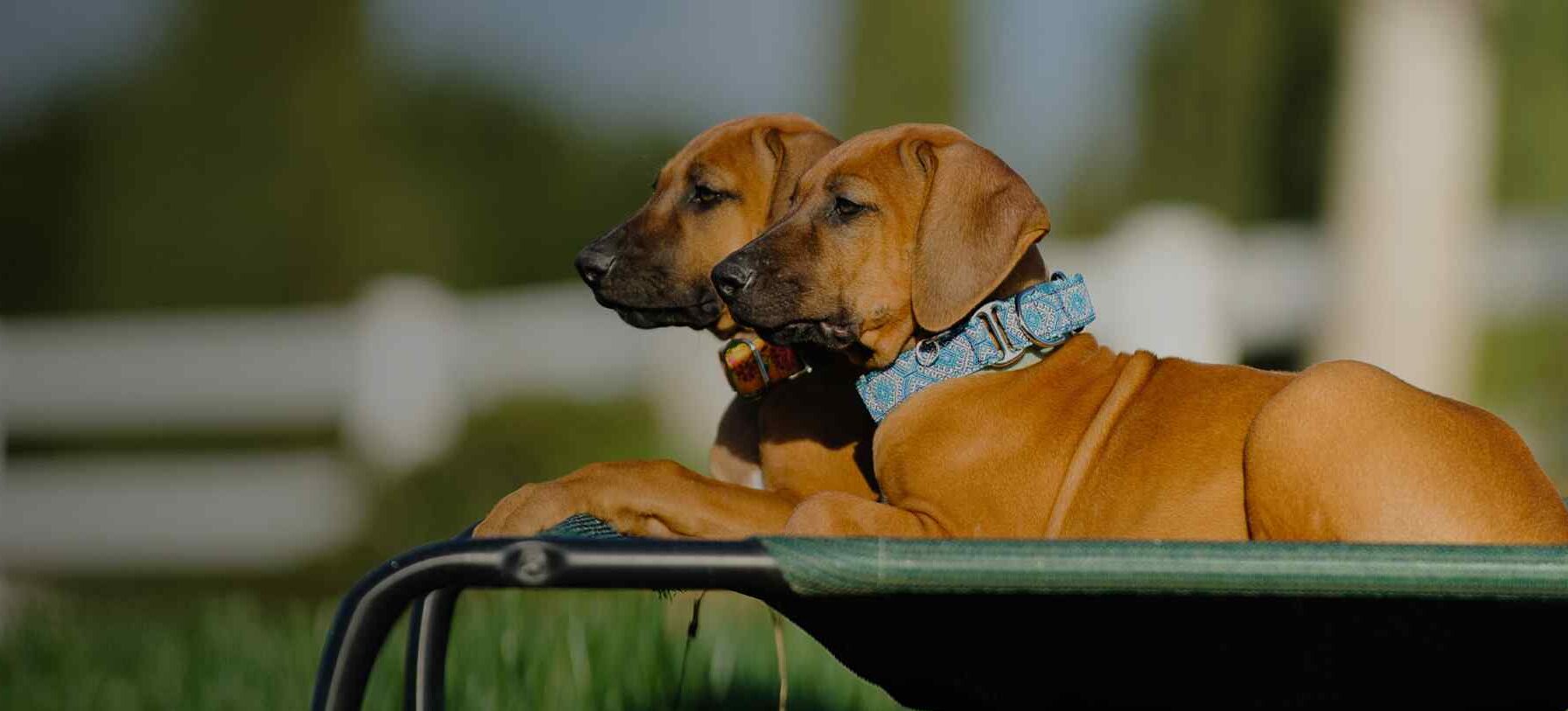 https://www.pawsomesuitesofamerica.com/wp-content/uploads/2019/08/hero_inner_single_service-e1734107869197.jpg